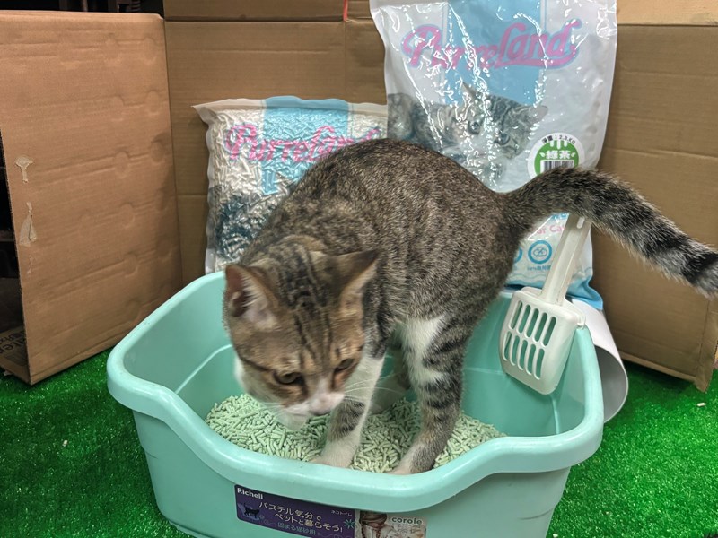 女人知己試用大隊,口碑行銷,部落客行銷,PurreLand 倍淨豆腐貓砂,好市多購買,COSTCO購買,豆腐貓砂,PurreLand倍淨,低粉塵,易清理,可沖馬桶,提供絕佳的除臭與凝結力,豆腐貓砂評價,貓砂評價,使用心得,貓砂分享,好用,原味,綠茶,豆腐砂,水量需完全覆蓋貓砂,水量需貓砂的2~3倍以上,豆腐砂評價,高CP值,划算